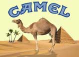 camels