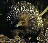 photoshop this echidna