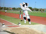 kitten sports