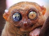 international tarsier week