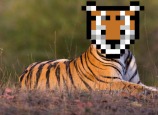 tigers